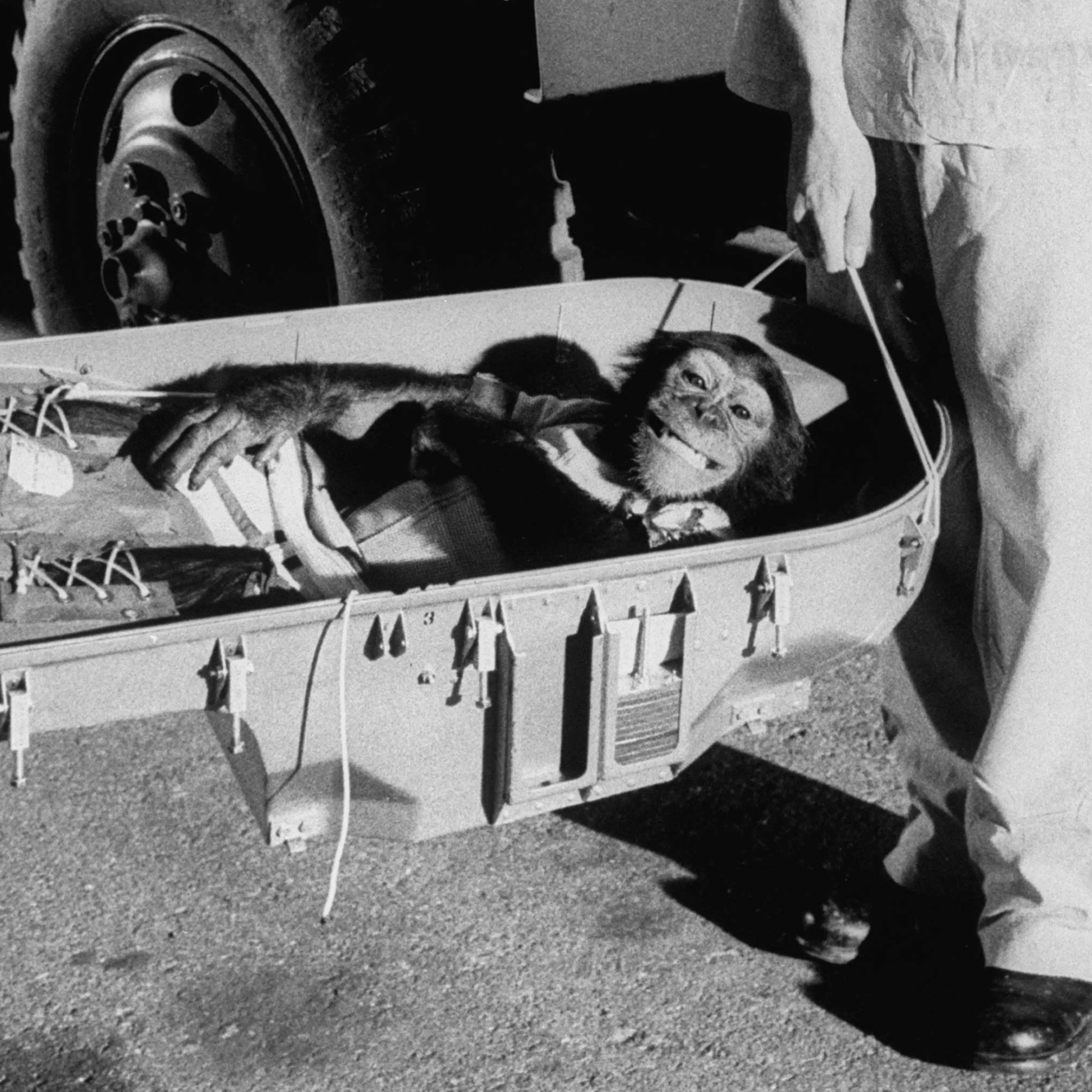 LIFE With the Astrochimps: Early Stars of the Space Race