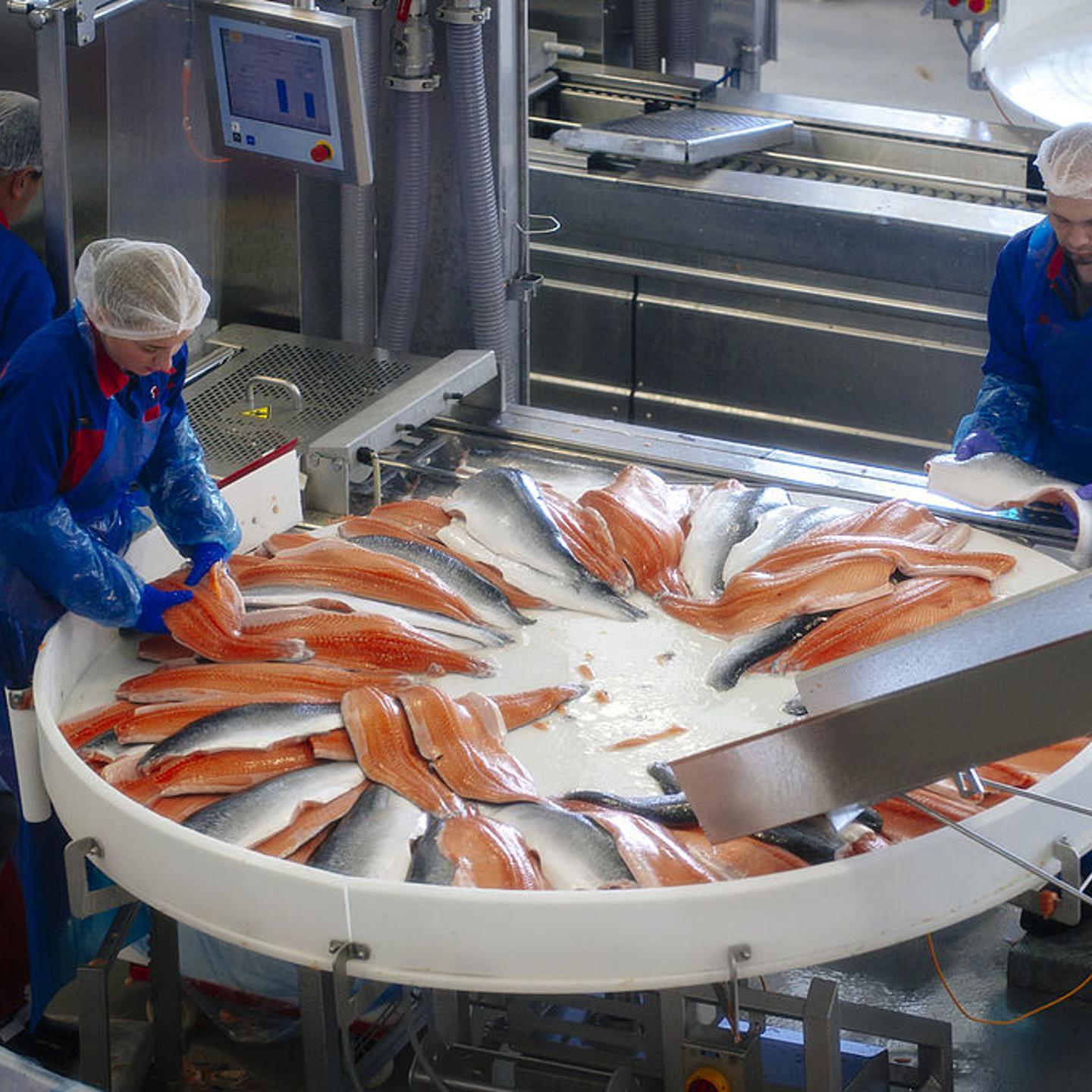 Norwegian Salmon Farm Affected By Russian Import Ban