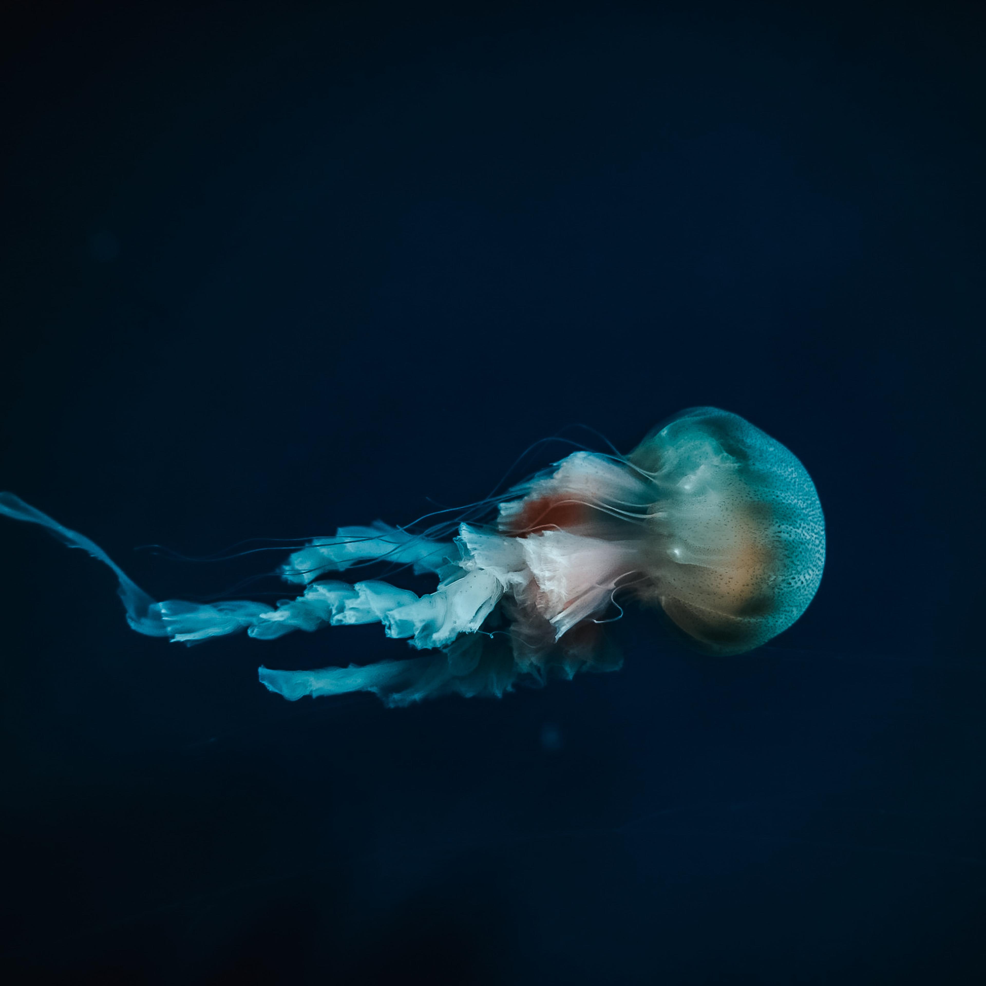 Humanity has only explored 0.001% of the deep-sea according to a May 2025 study.