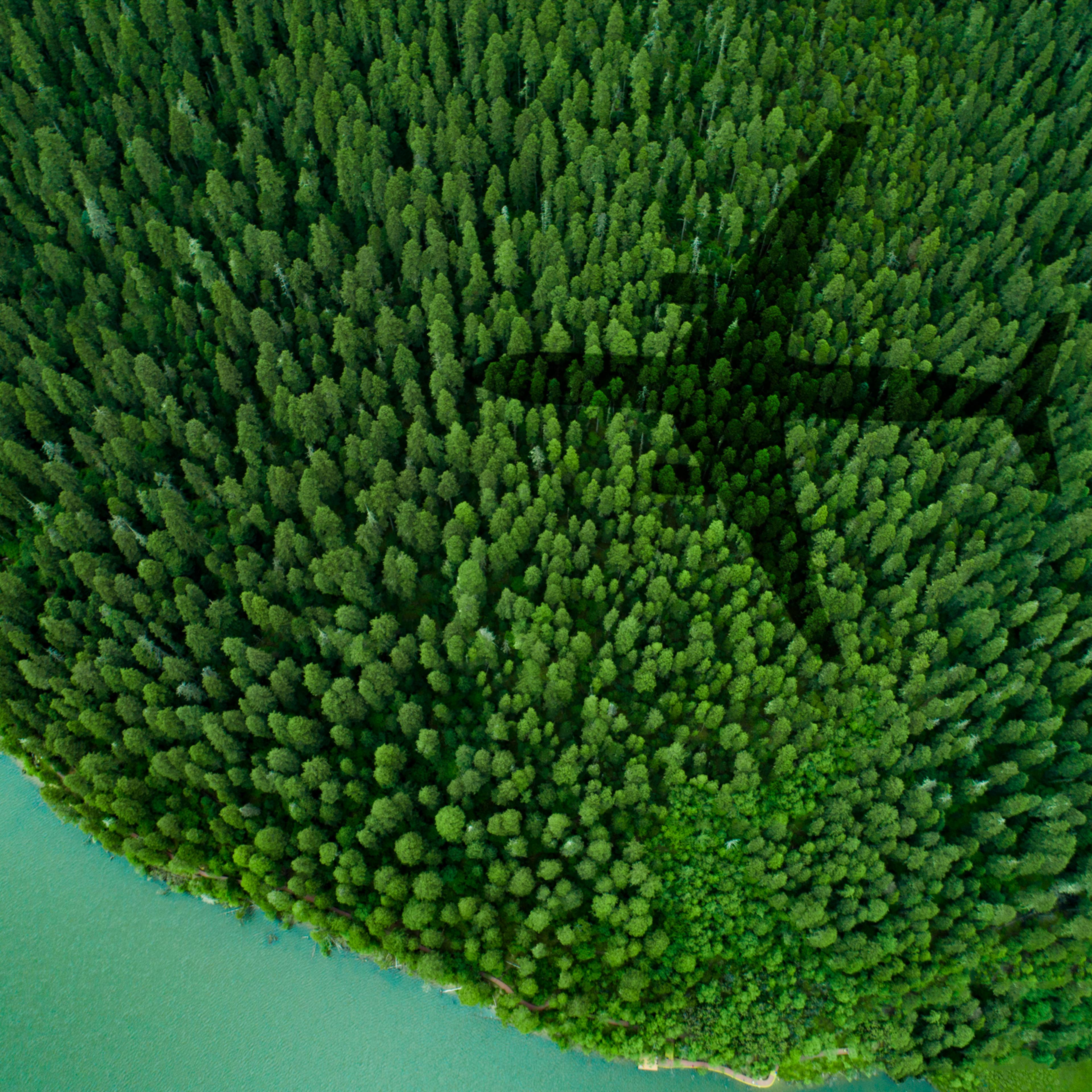 Shadow of airplane over forest and a lake