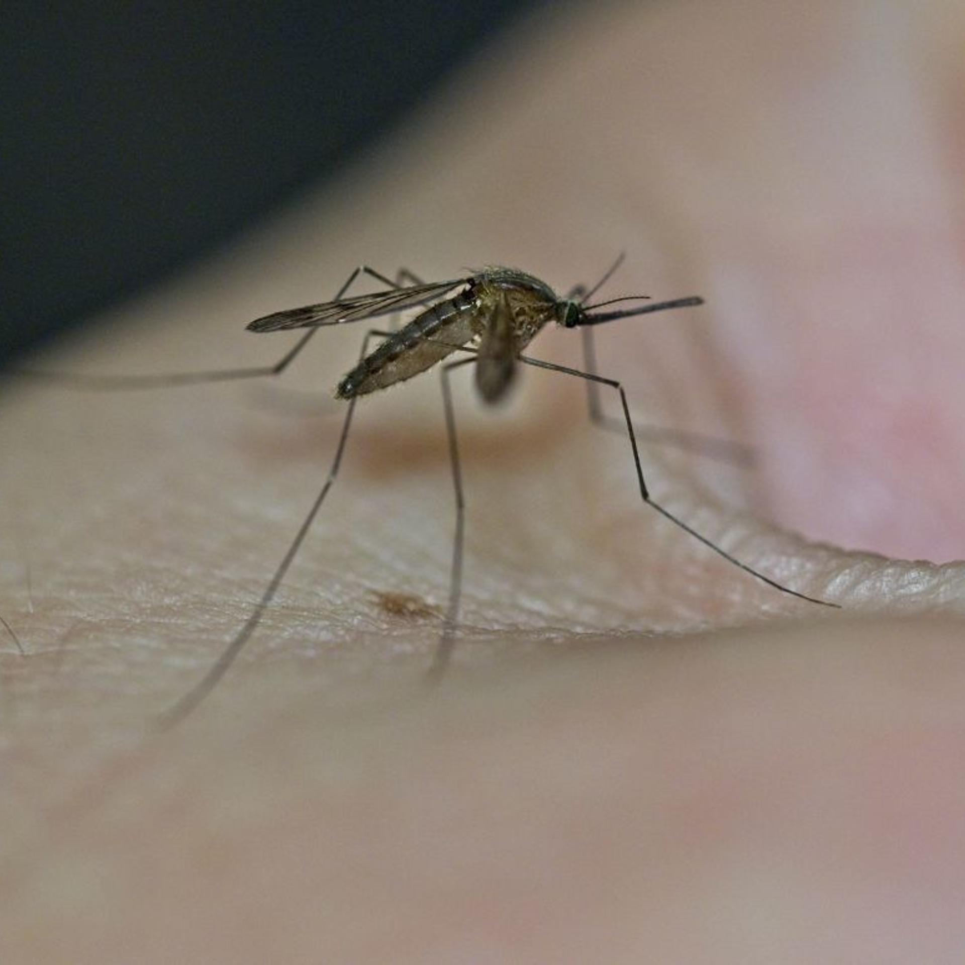 FRANCE-ANIMAL-INSECT-MOSQUITO